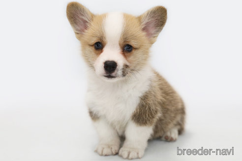 成約済の神奈川県のウェルシュコーギーペンブローク-321275の1枚目